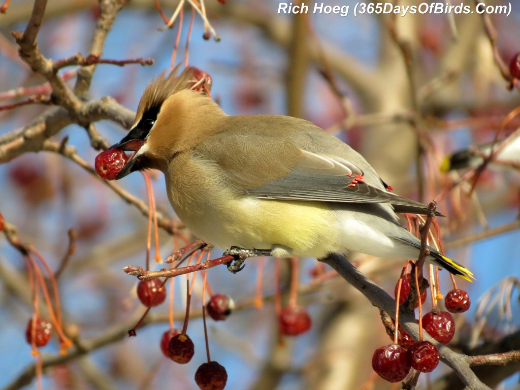 062-Birds-365-Bloated-Waxwing-4