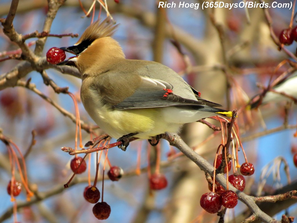 062-Birds-365-Bloated-Waxwing-5