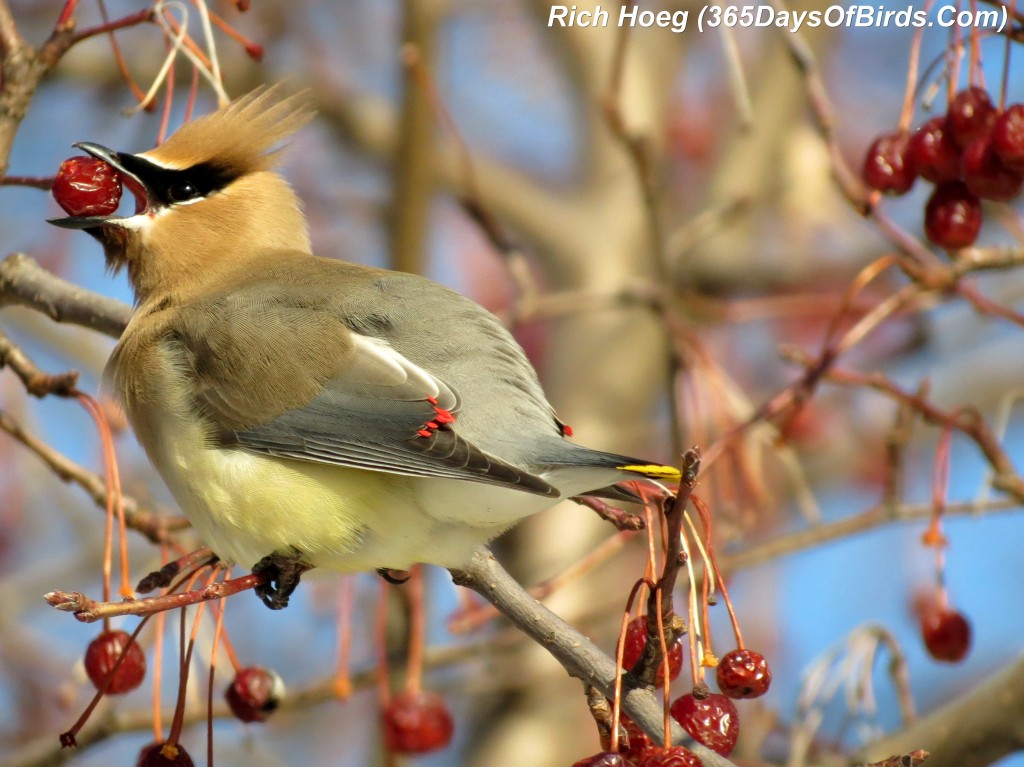 062-Birds-365-Bloated-Waxwing-6