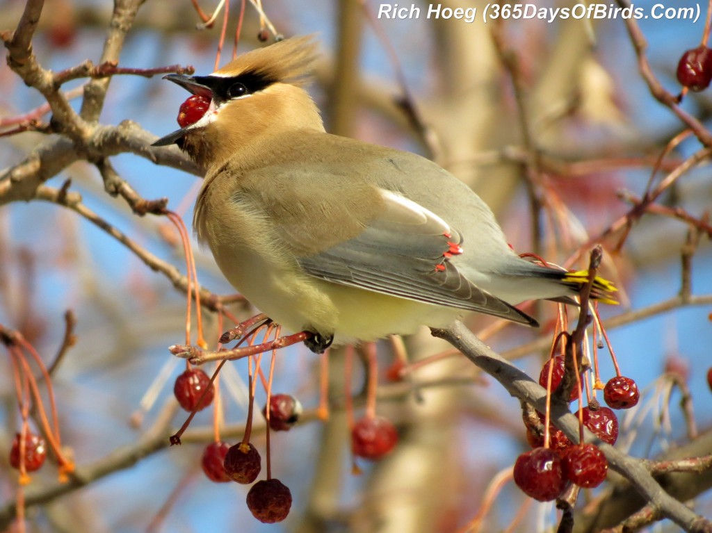 062-Birds-365-Bloated-Waxwing-7