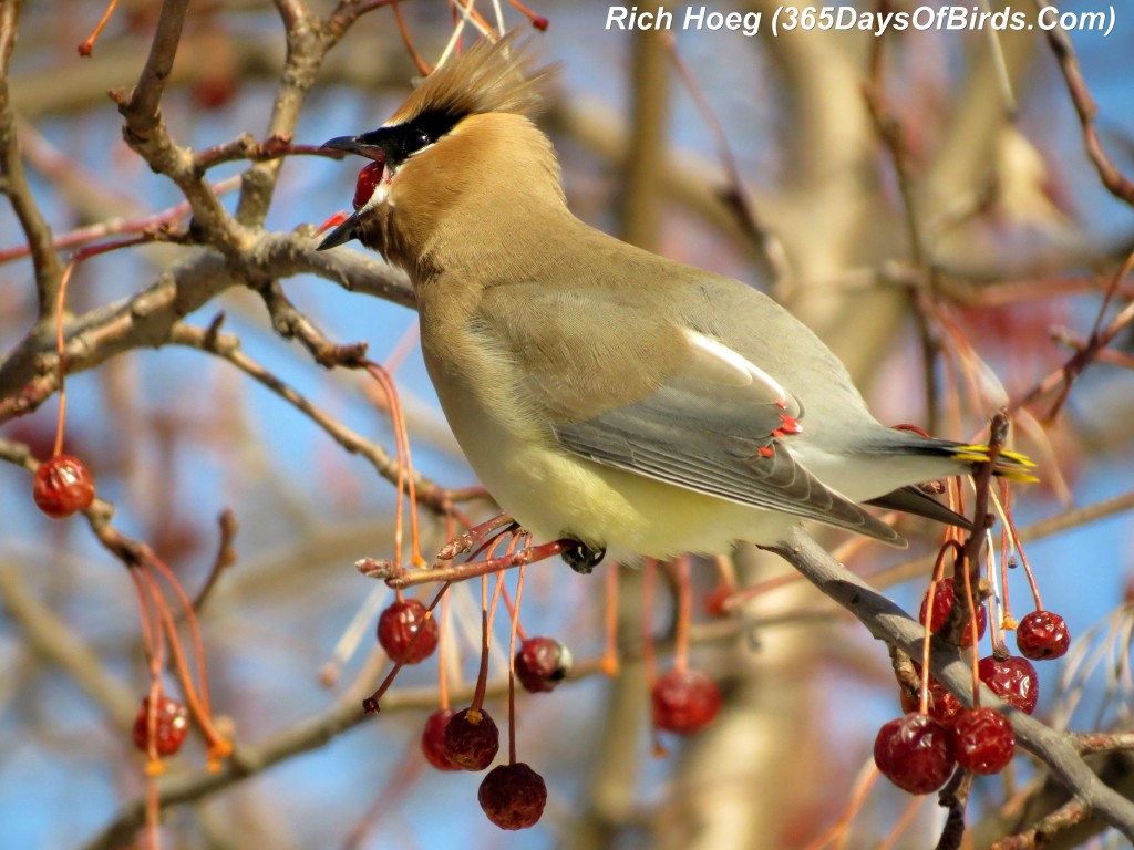 062-Birds-365-Bloated-Waxwing-8