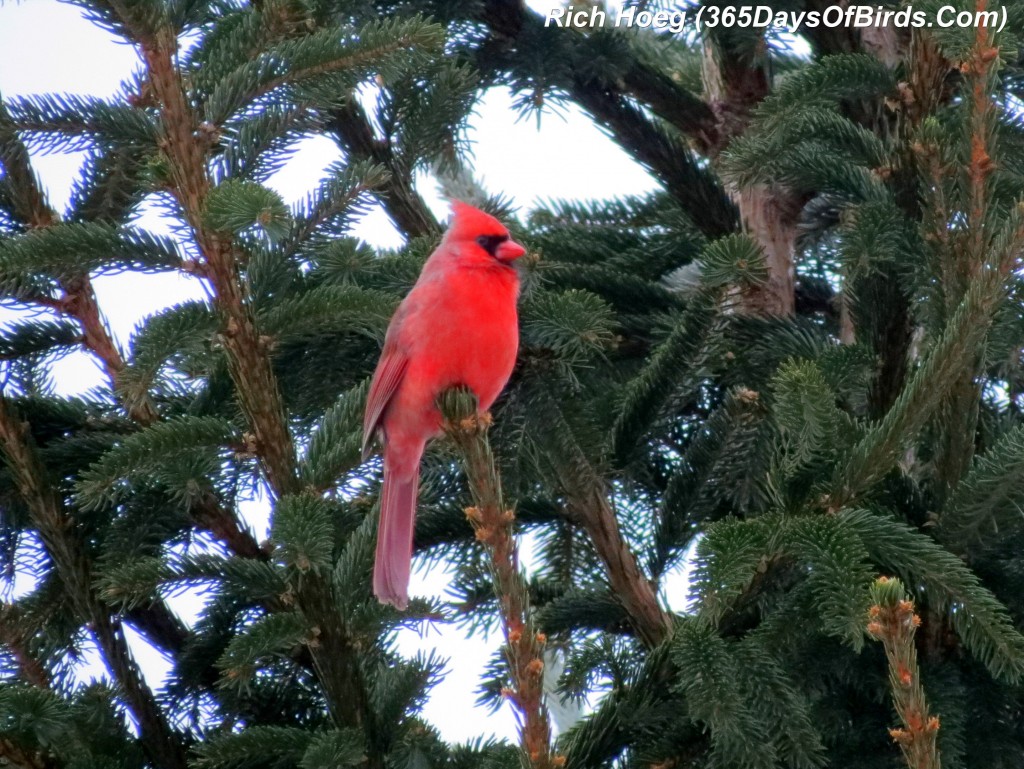 063-Birds-365-Cardinal-Red-On-Green