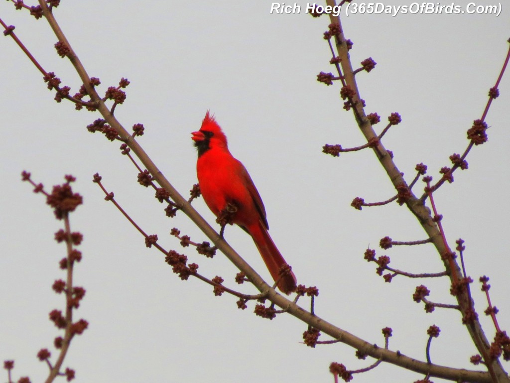 063-Birds-365-Cardinal-Red-On-White