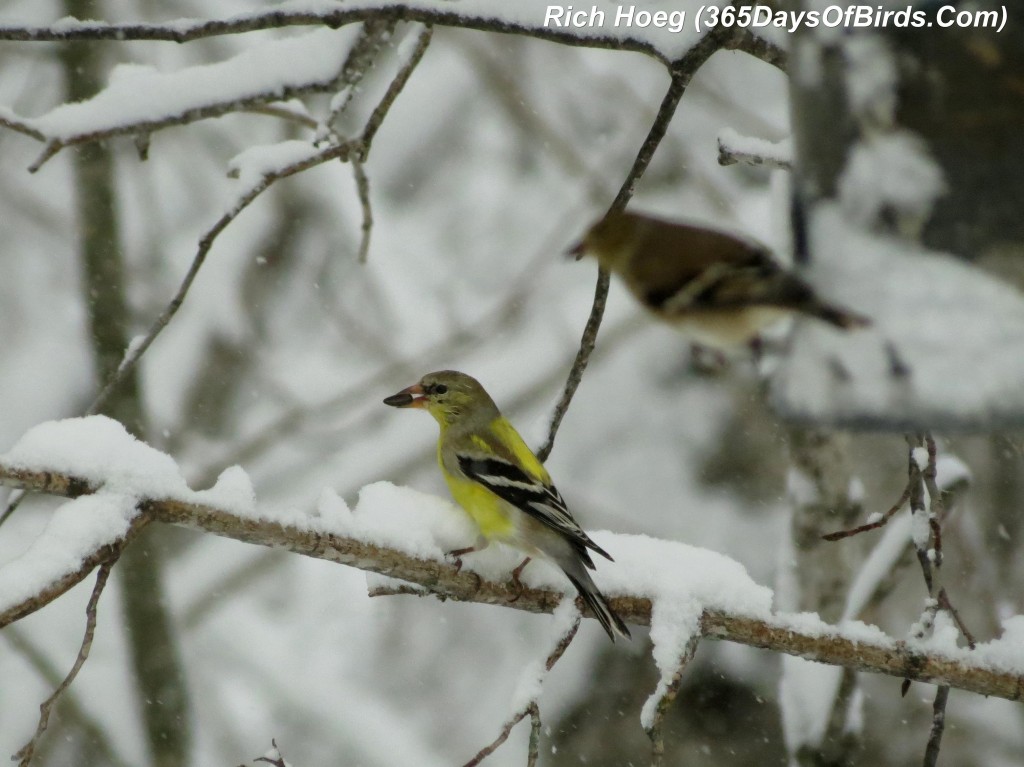 064-Birds-365-Mya-1c-Goldfinch-2