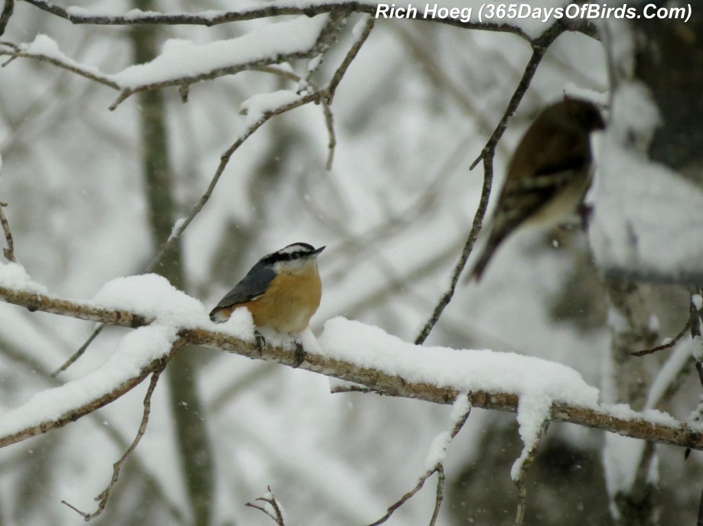 064-Birds-365-Mya-1d-Red-Breasted-Nuthatch