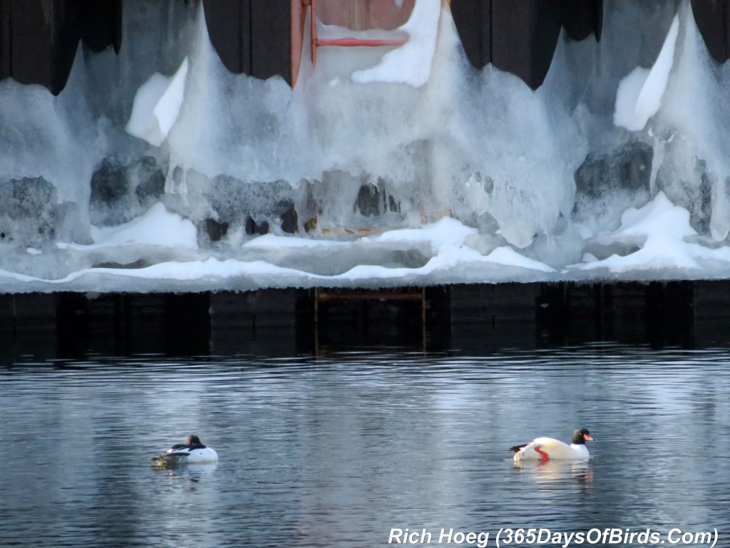 066-Birds-365-Canal-Park-Merganser