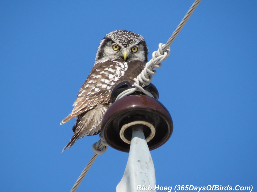 066-Birds-365-Northern-Hawk-Owl-2