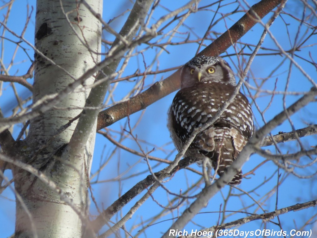 066-Birds-365-Northern-Hawk-Owl-3