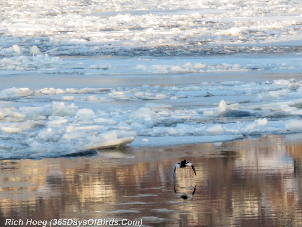 067-Birds-365-Flight-Reflections-1