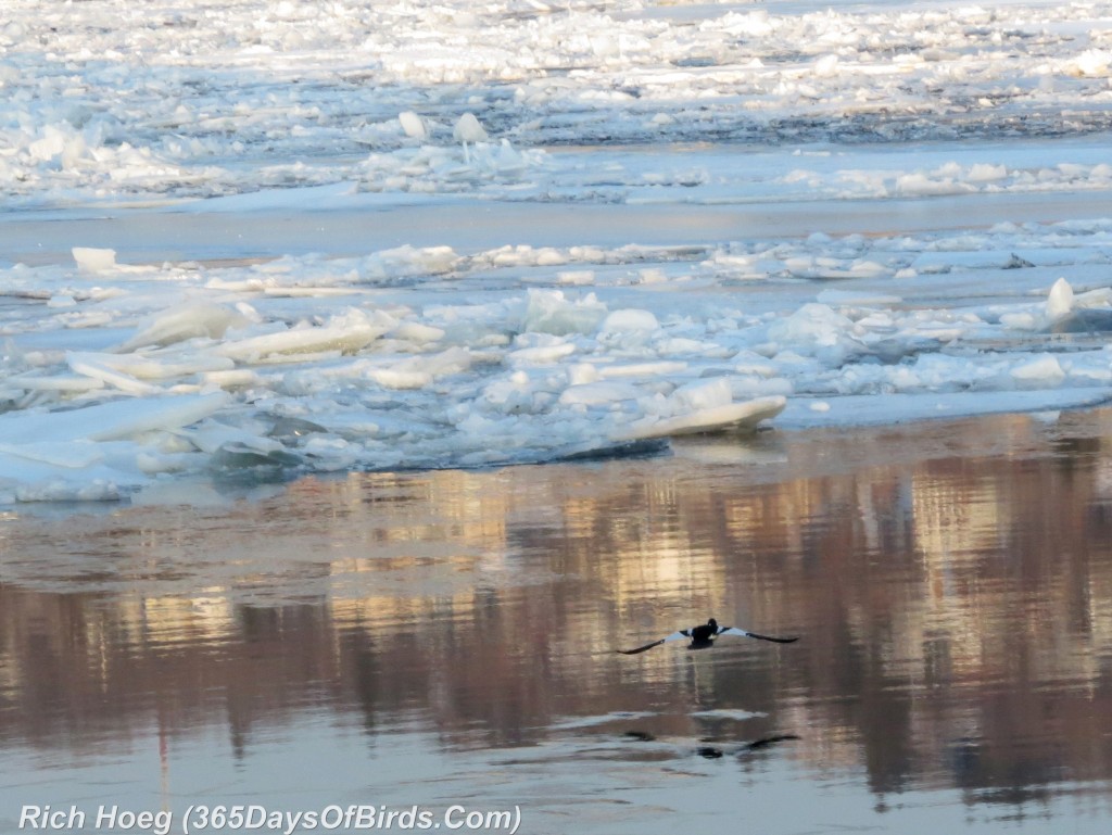 067-Birds-365-Flight-Reflections-2