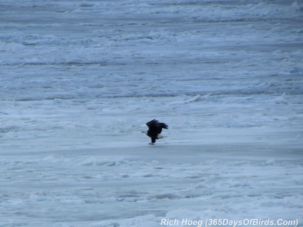 068-Birds-365-Lord-of-the-Ice-1