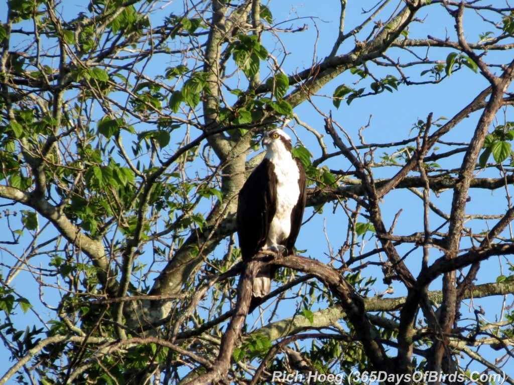 069-Birds-365-Florida-Osprey