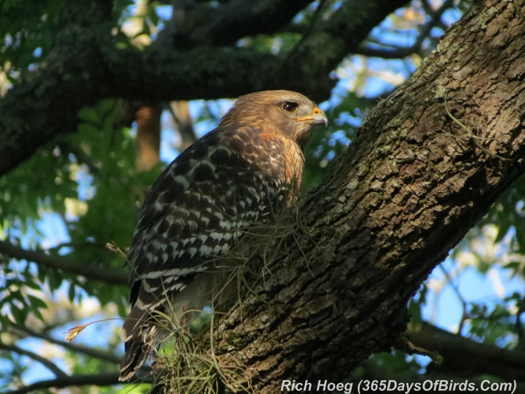 069-Birds-365-Red-Tailed-Hawk-2