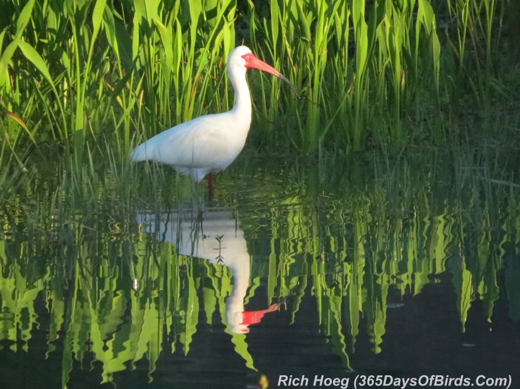 069-Birds-365-Wood-Ibis-Reflection