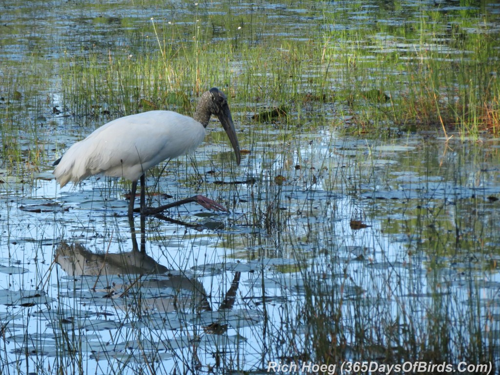 069-Birds-365-Wood-Stork-Eating