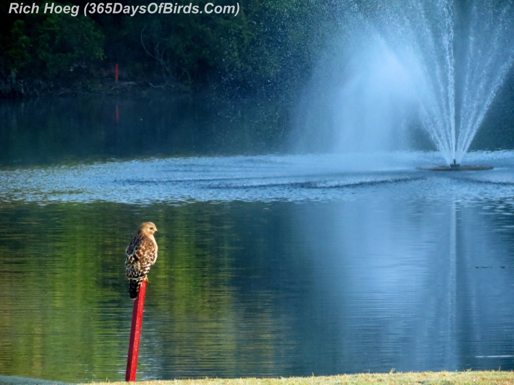 070-Birds-365-Red-Tailed-Hawk-Fountain