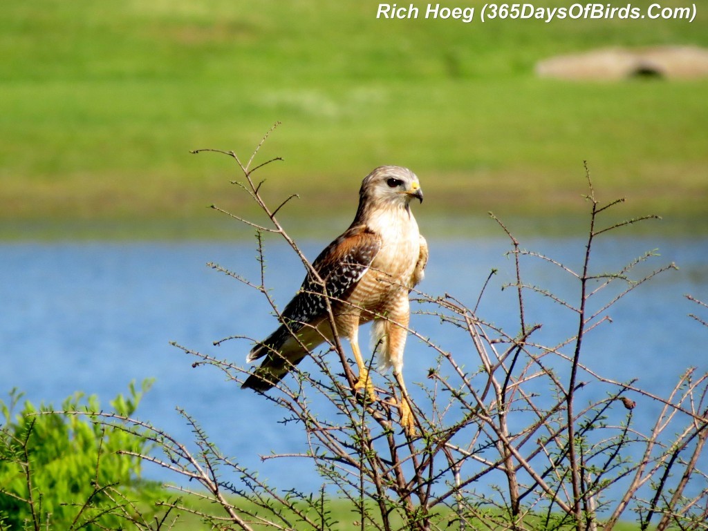 071-Birds-365-Red-Hawk-Pond