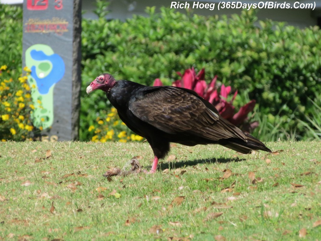 071-Birds-365-Turkey-Vulture-Dinner-1