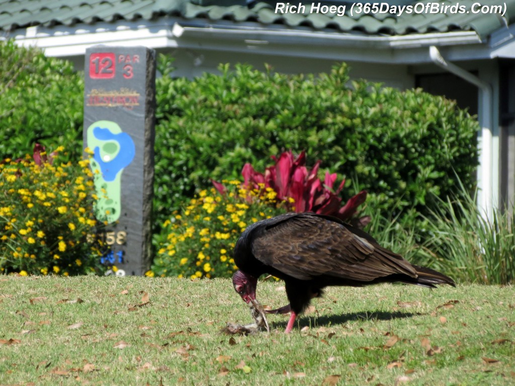 071-Birds-365-Turkey-Vulture-Dinner-2