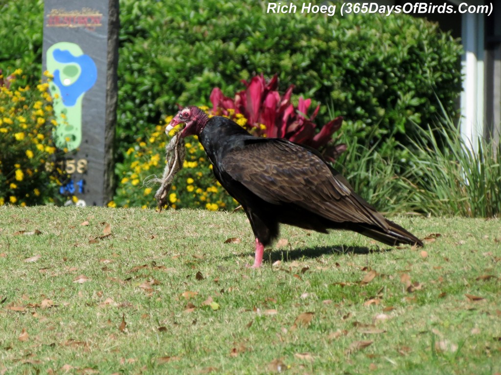 071-Birds-365-Turkey-Vulture-Dinner-3