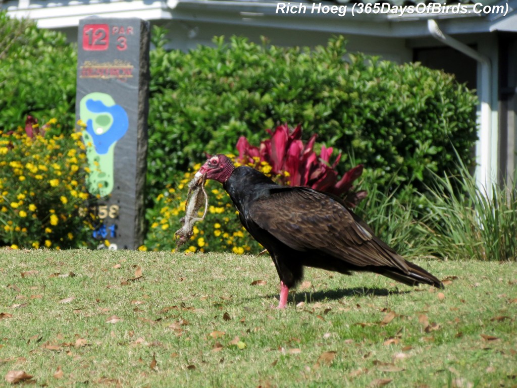 071-Birds-365-Turkey-Vulture-Dinner-4