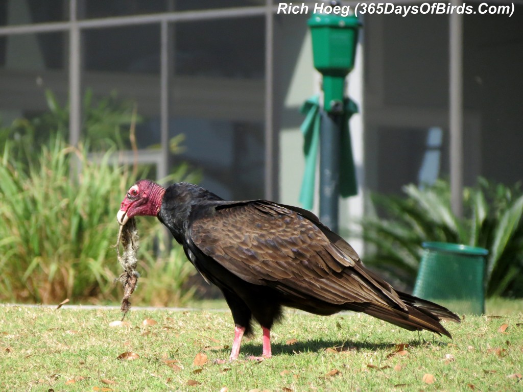 071-Birds-365-Turkey-Vulture-Dinner-5