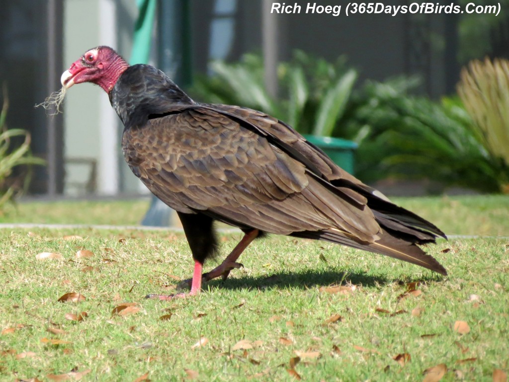 071-Birds-365-Turkey-Vulture-Dinner-6