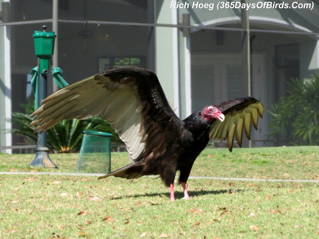 071-Birds-365-Turkey-Vulture-Dinner-7