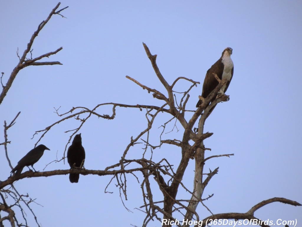 072-Birds-365-Sunset-Confrontation-1