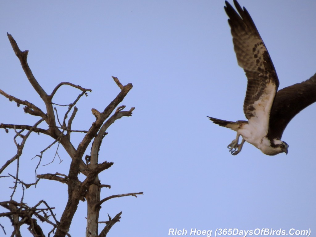 072-Birds-365-Sunset-Confrontation-2