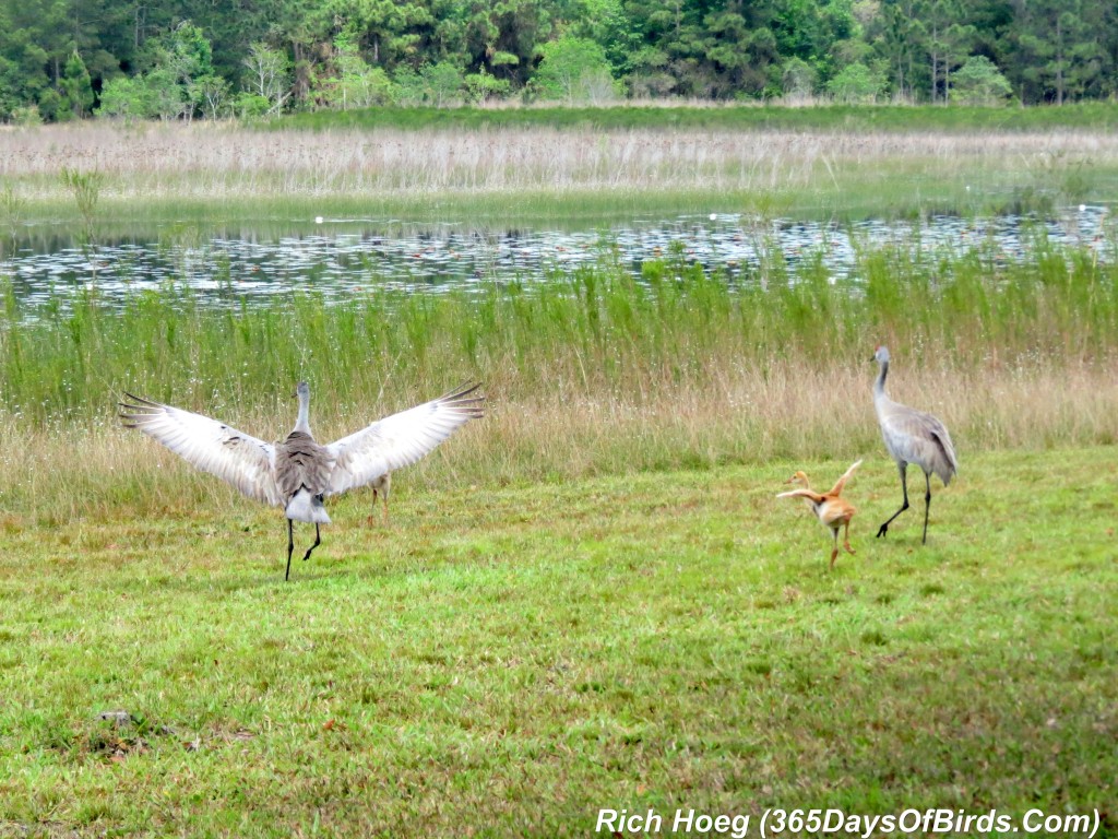 073-Birds-365-Sandhill-Cranes-Eagle-Alert-1