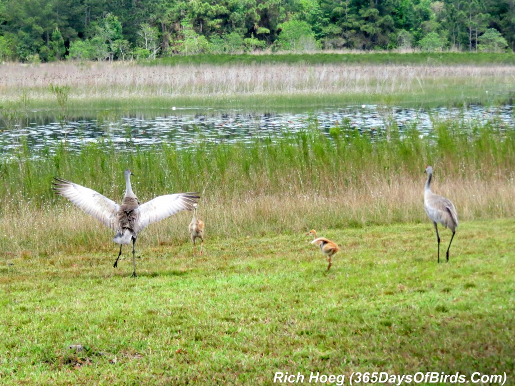 073-Birds-365-Sandhill-Cranes-Eagle-Alert-2