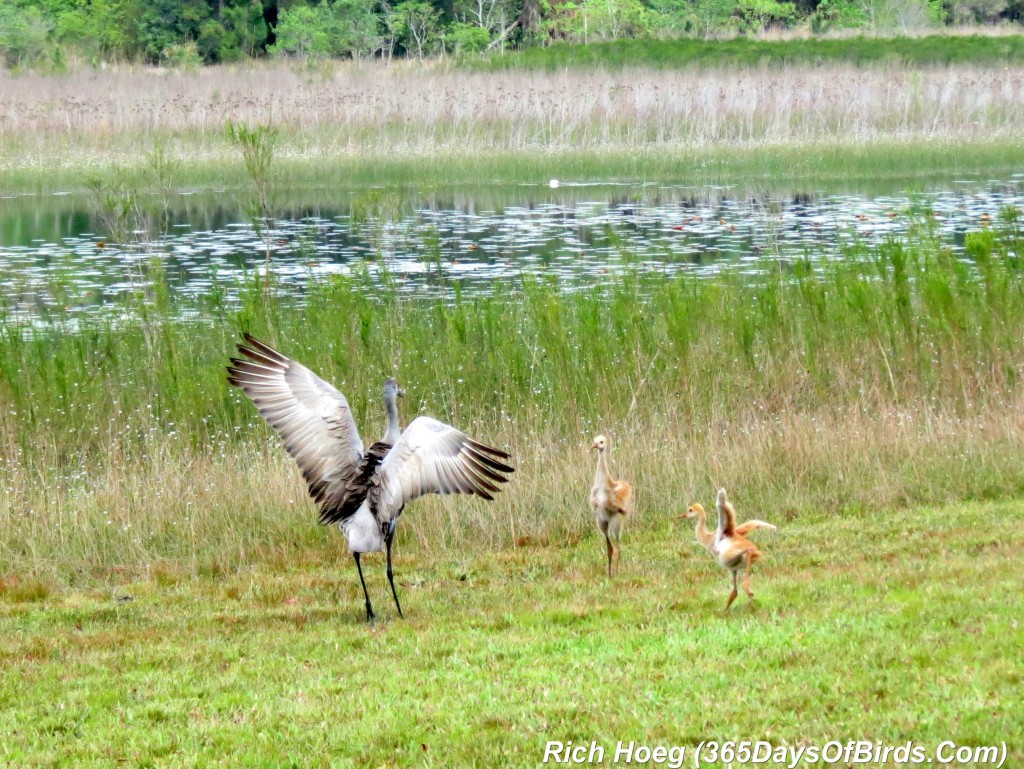 073-Birds-365-Sandhill-Cranes-Eagle-Alert-3