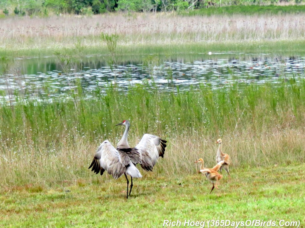 073-Birds-365-Sandhill-Cranes-Eagle-Alert-4