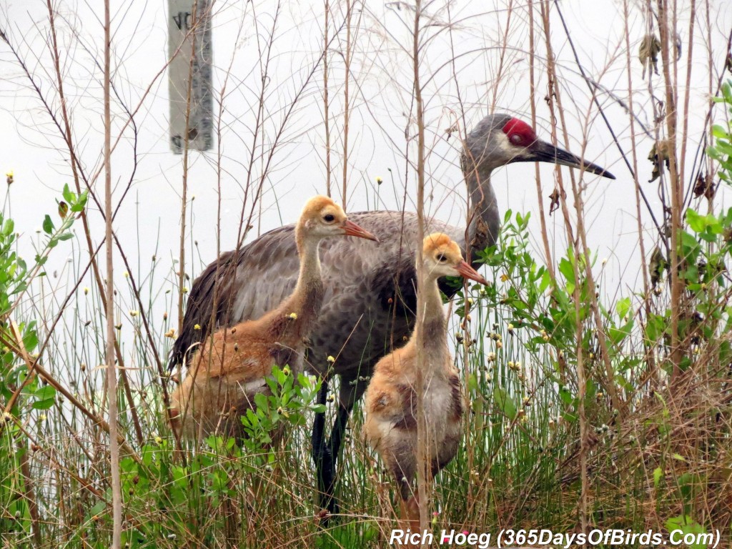 073-Birds-365-Sandhill-Cranes-Family-01