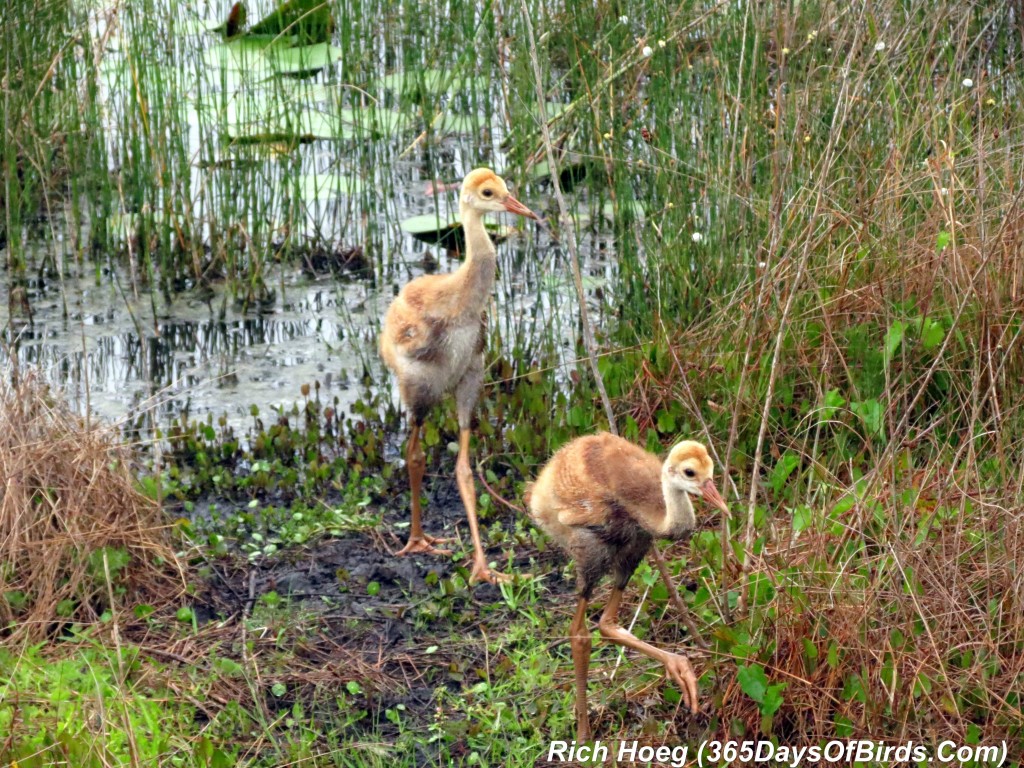 073-Birds-365-Sandhill-Cranes-Family-02