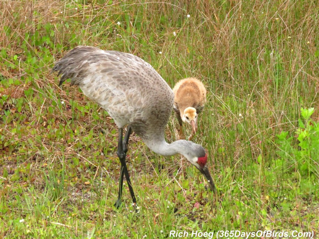 073-Birds-365-Sandhill-Cranes-Family-03