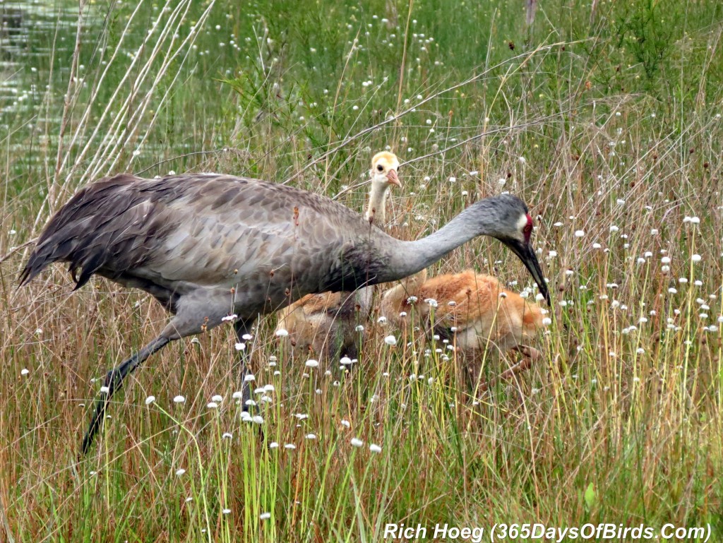 073-Birds-365-Sandhill-Cranes-Family-04