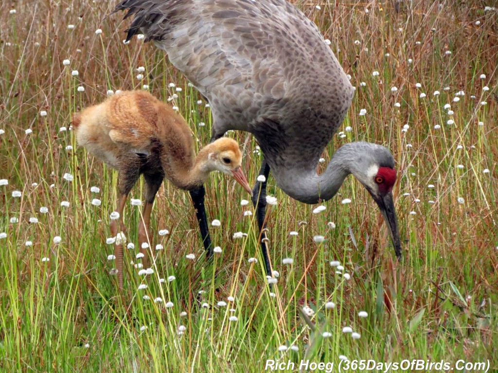 073-Birds-365-Sandhill-Cranes-Family-05