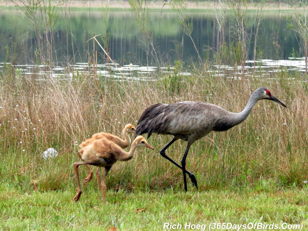 073-Birds-365-Sandhill-Cranes-Family-06