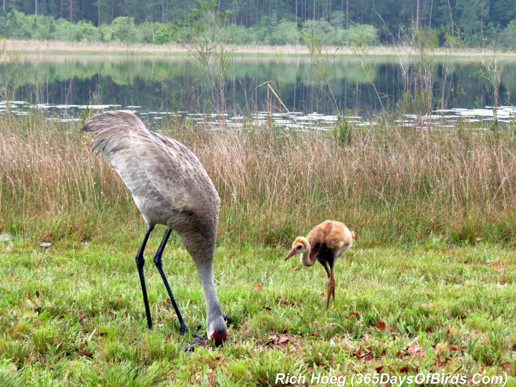 073-Birds-365-Sandhill-Cranes-Family-07