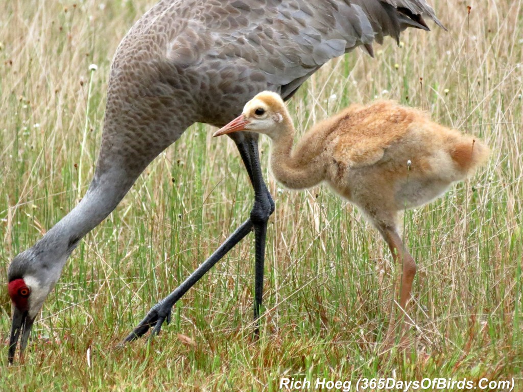 073-Birds-365-Sandhill-Cranes-Family-08