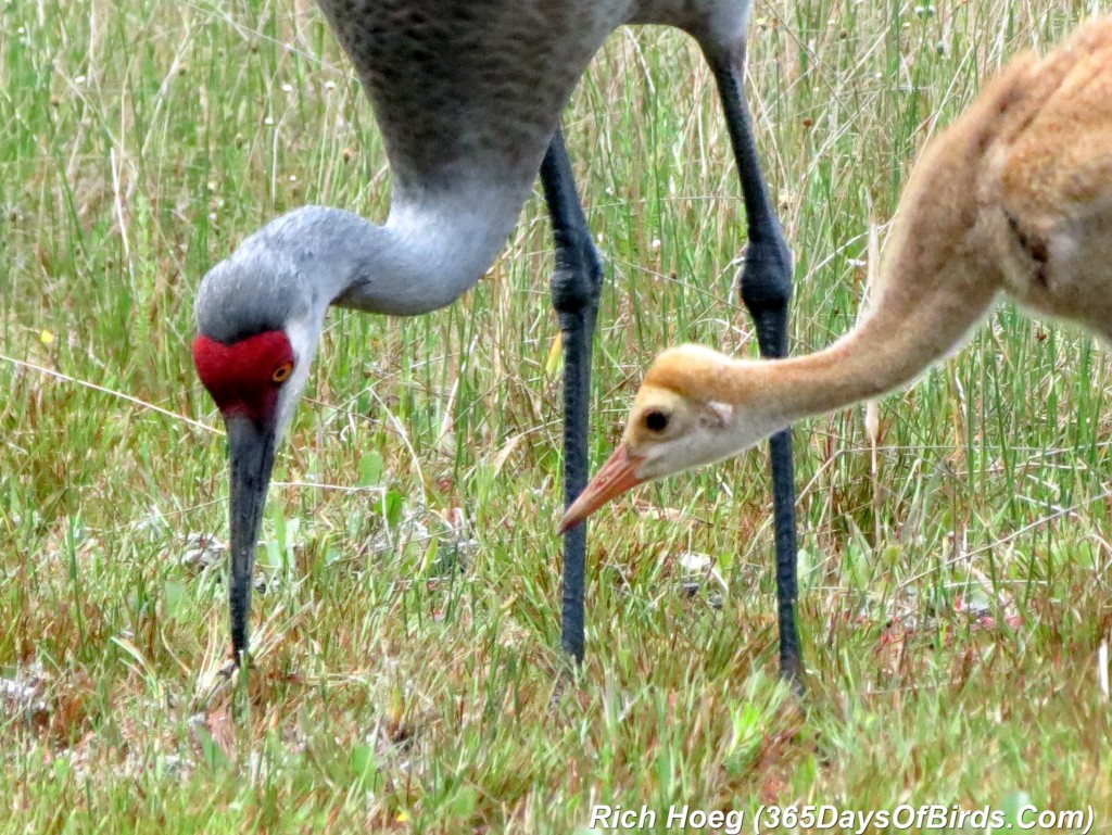 073-Birds-365-Sandhill-Cranes-Family-09