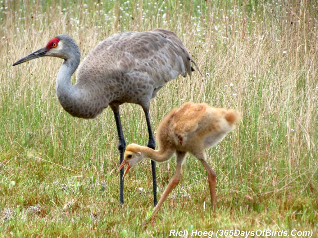 073-Birds-365-Sandhill-Cranes-Family-10
