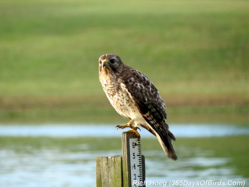 074-Birds-365-Red-Shouldered-Hawk-Crow-Attack-1