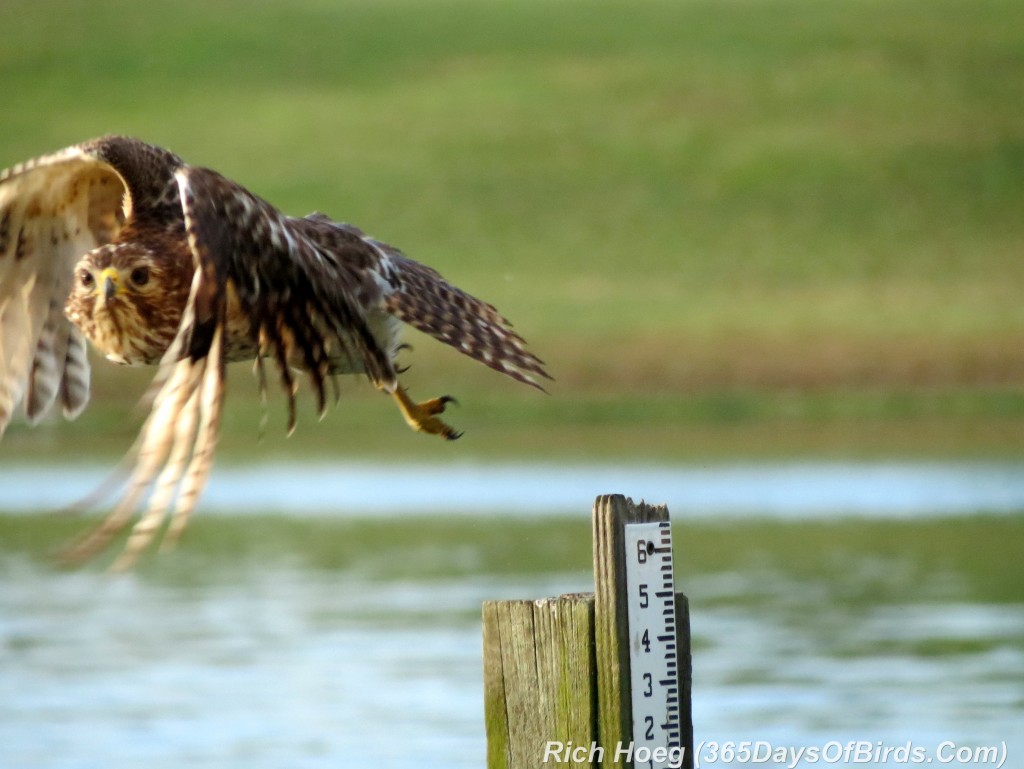 074-Birds-365-Red-Shouldered-Hawk-Crow-Attack-2