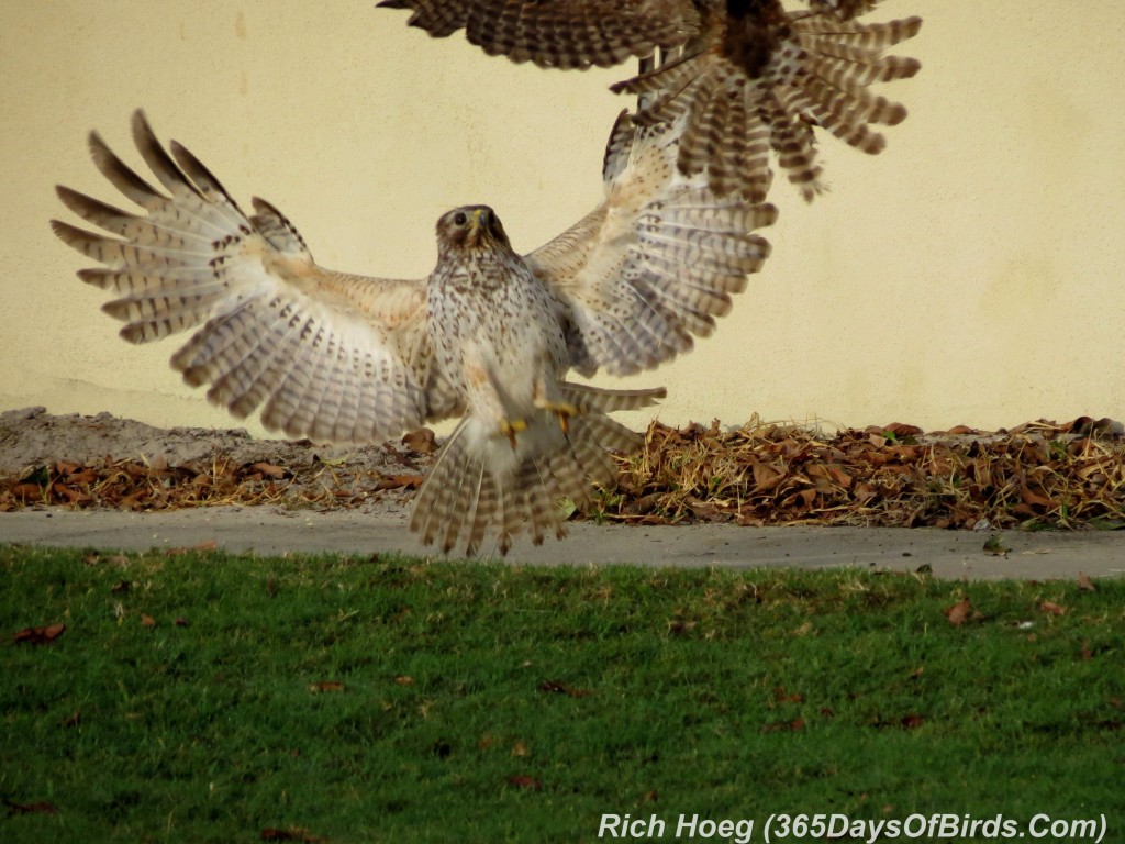 074-Birds-365-Red-Shouldered-Hawk-Fight-1