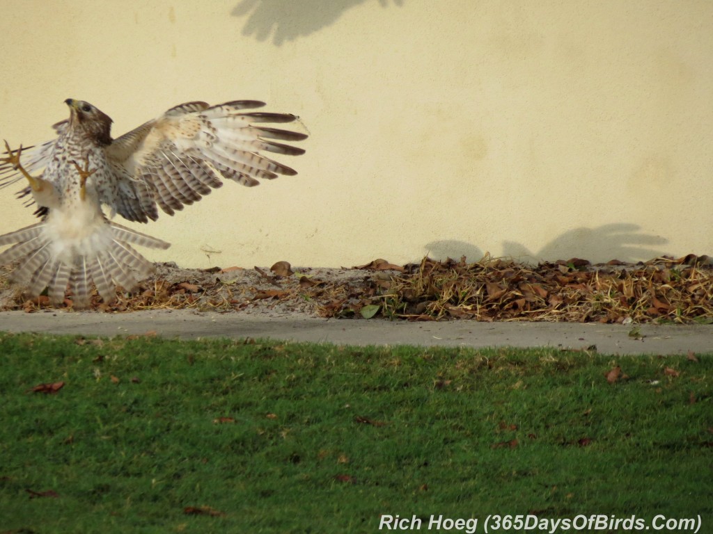 074-Birds-365-Red-Shouldered-Hawk-Fight-2a