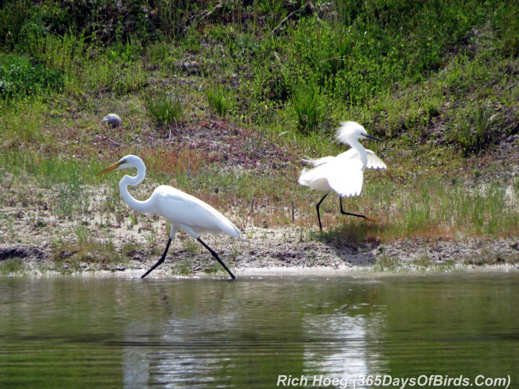 075-Birds-365-Egrets-Gone-Wild-1