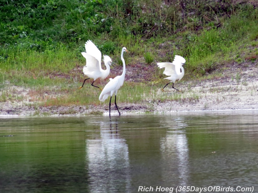 075-Birds-365-Egrets-Gone-Wild-2